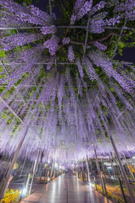 曼陀羅寺公園の藤まつり 愛知県江南市 フォトマルシェ