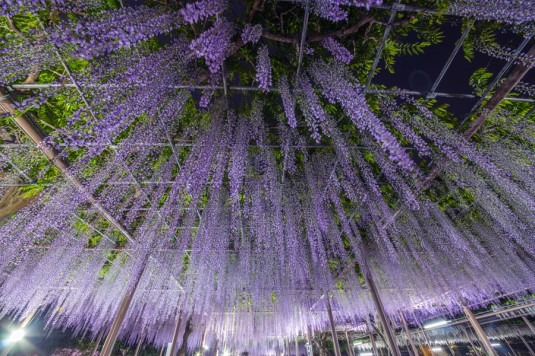 曼陀羅寺公園の藤まつり 愛知県江南市 フォトマルシェ