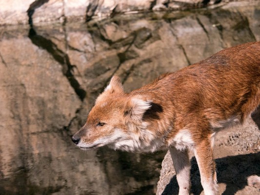 上野動物園 フォトマルシェ