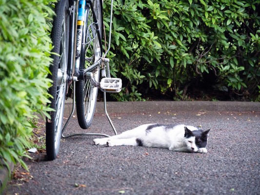 地べたに寝そべった猫  フォトマルシェ